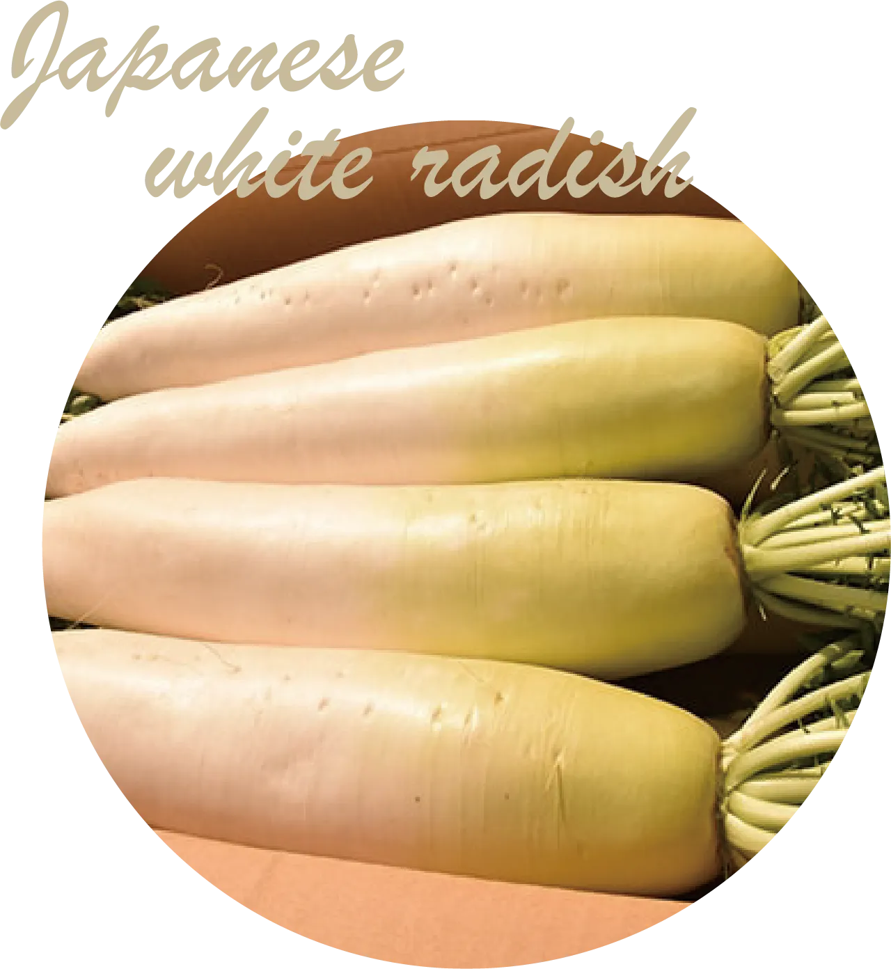 だいこんの画像