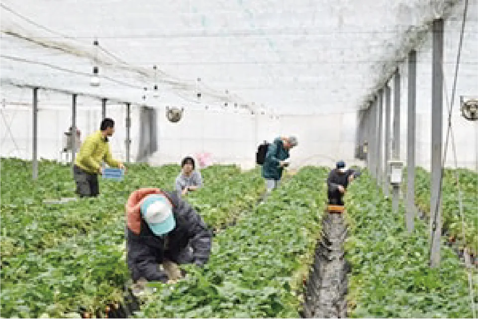 直売所で野菜を販売している様子